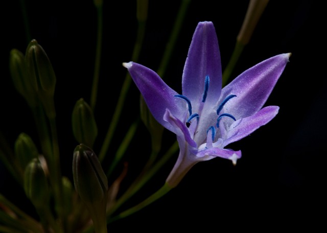 Triteleia bridgesii - Bridges' Brodiaea3912.jpg